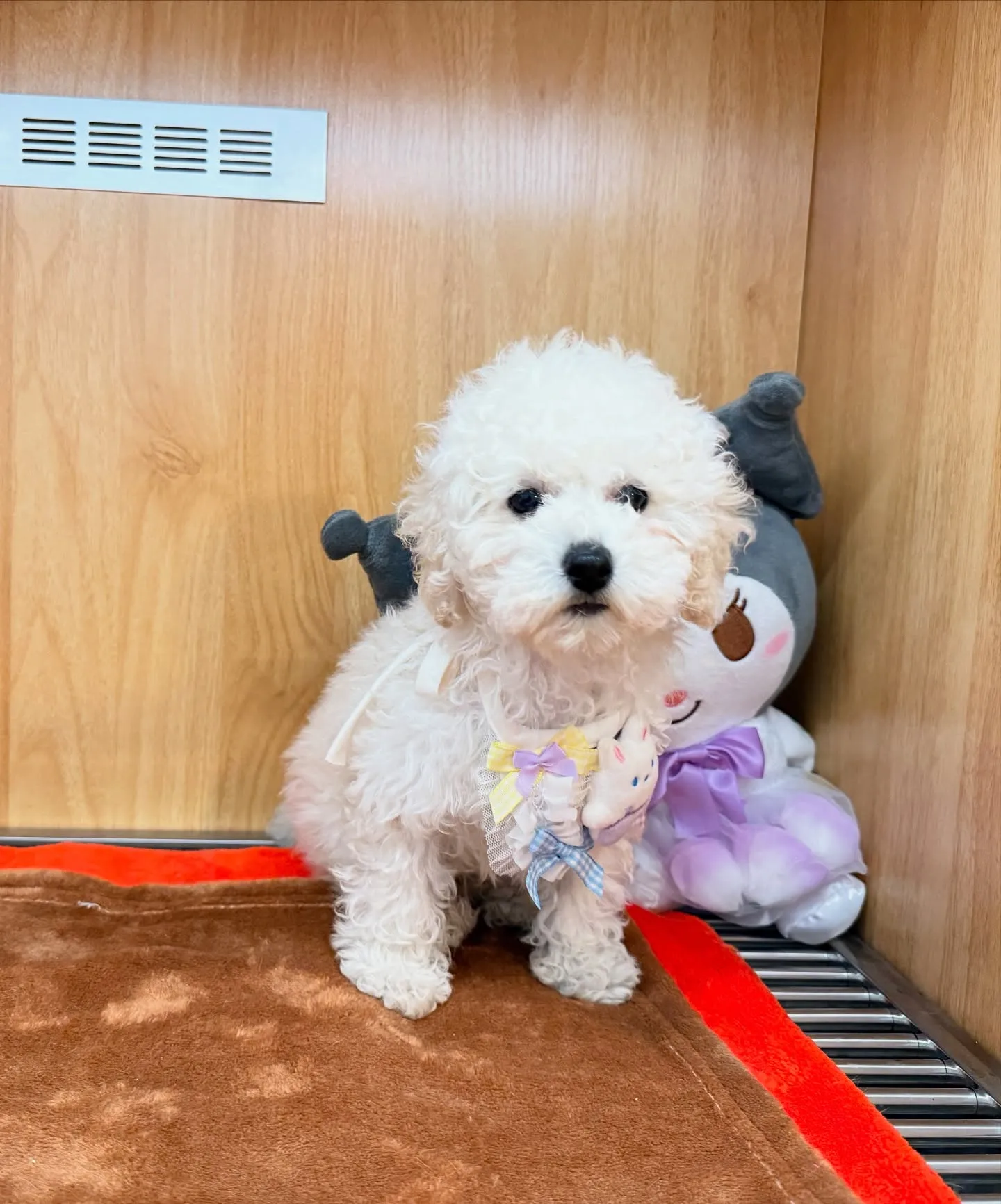 🎀激カワ！ホワイト　タイニイプーの男の子🐶✨