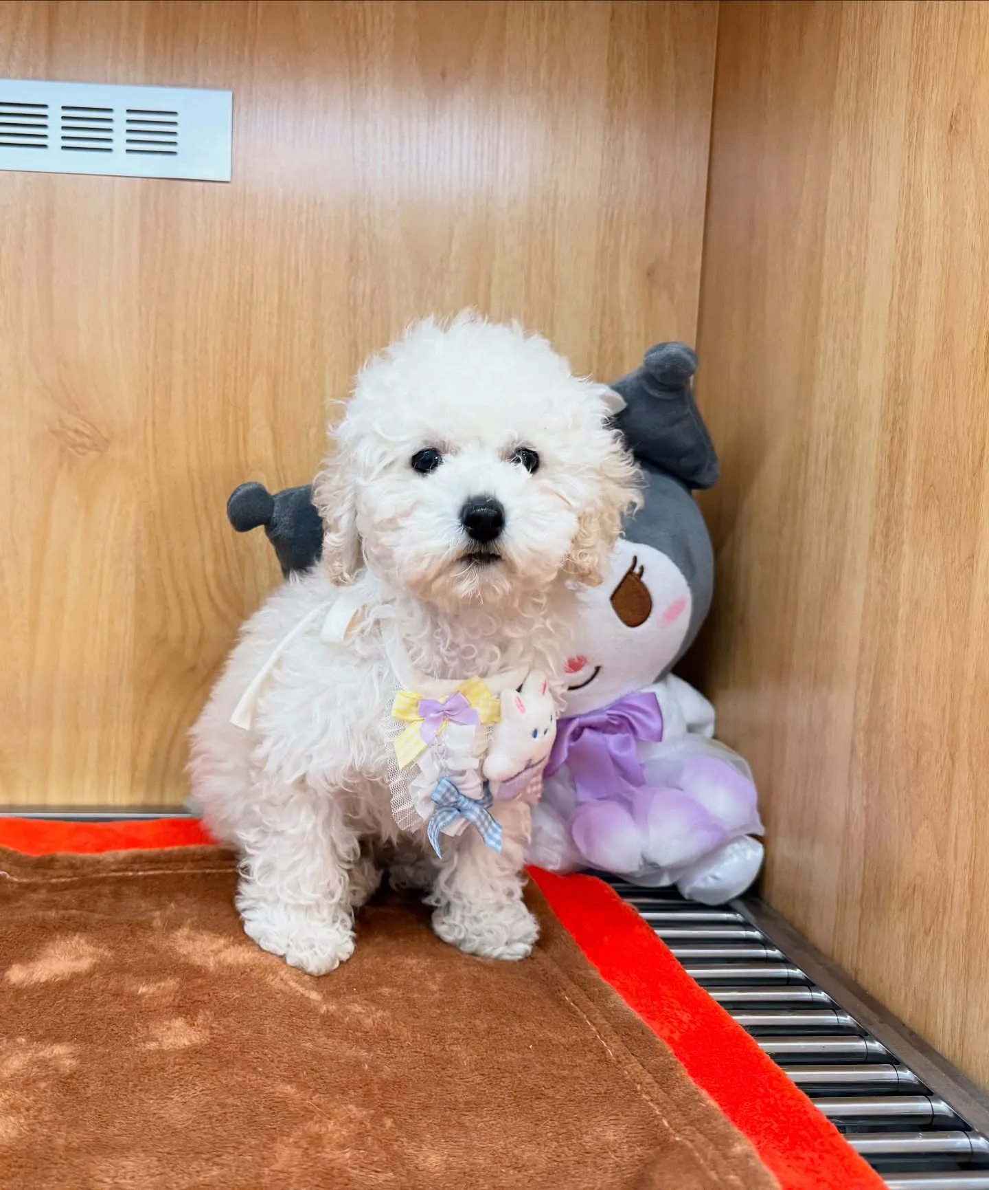 🎀激カワ！ホワイト　タイニイプーの男の子🐶✨