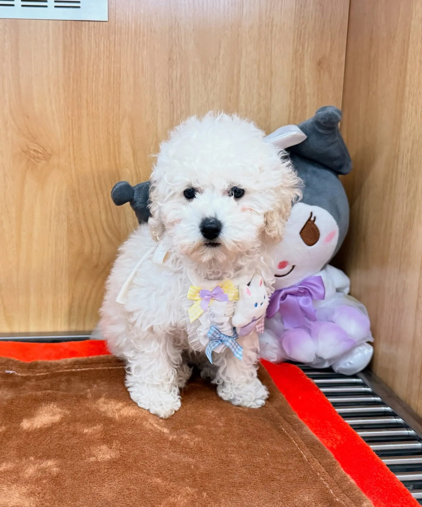 🎀激カワ！ホワイト　タイニイプーの男の子🐶✨