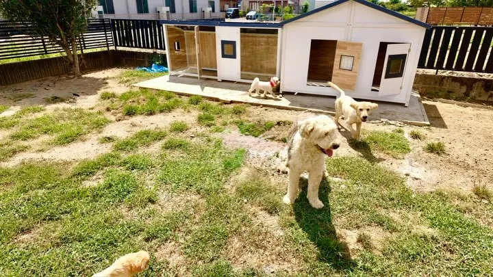 犬たちのおうち、ついに完成しました🐶🏡✨